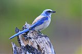 Florida Scrub-Jayborder=